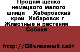 Продам щенка немецкого малого шпица. - Хабаровский край, Хабаровск г. Животные и растения » Собаки   